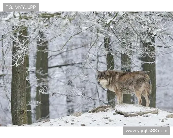 从青涩到队魂 450场见证阿诺德与我狼共同成长的历程